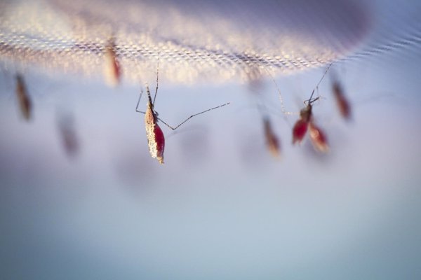 La OMS certifica que Uzbekistán está libre de malaria