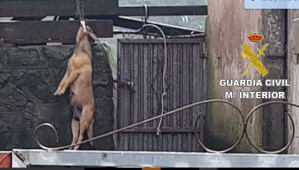 Detenida una mujer por maltrato animal tras la muerte de un perro ahorcado de su propiedad en Fisterra (A Coruña)