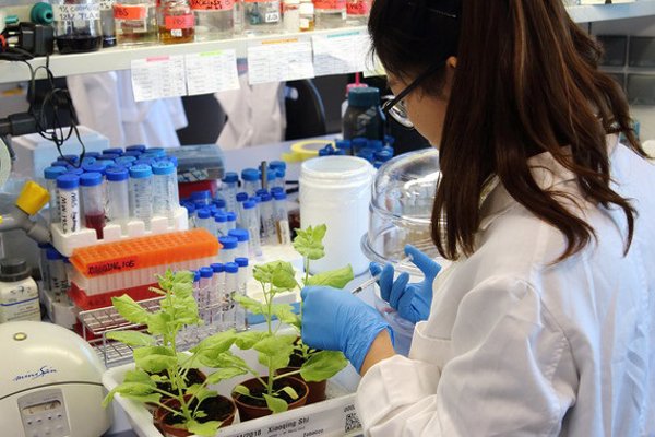 Las plantas pueden ser biofactorías de antifúngicos podrían tener un gran impacto en el sector farmacéutico