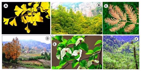La estabilidad climática permitió la supervivencia de 450 especies de plantas en China durante millones de años