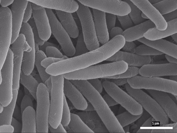 Investigadores españoles identifican una nueva especie de bacteria en una cueva de Huelva