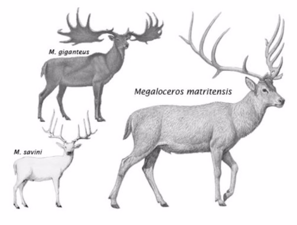 Una nueva especie de ciervo gigante 'enano' poblaba el valle del río Manzanares hace 400.000 años