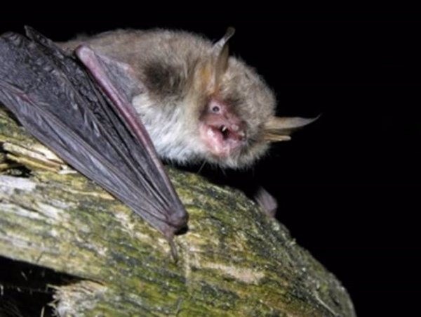 Científicos españoles hallan dos nuevas especies de murciélago, una en Europa y otra en África