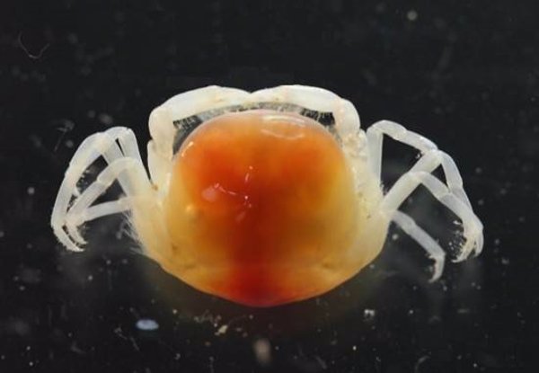 Científicos españoles descubren una nueva especie de cangrejo en aguas andaluzas