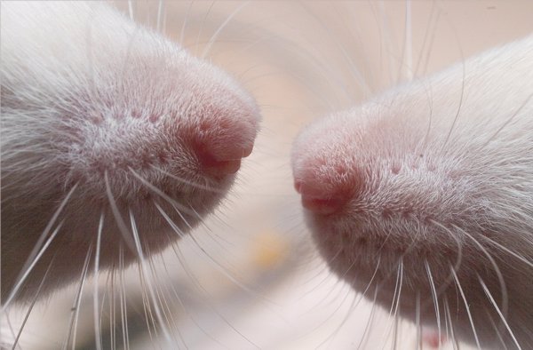 Científicos consiguen revertir el deseo de beber en ratas alcohólicas