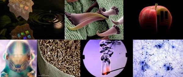 La imagen de un filtro de cigarro a través del microscopio, entre las siete ganadoras de la 16 edición de FOTCIENCIA