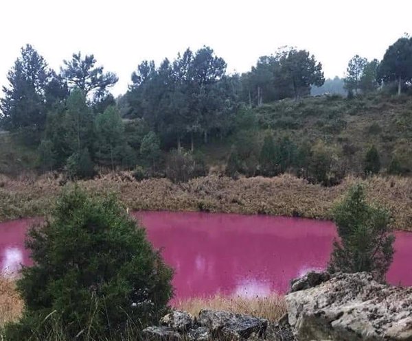 El IGME confirma que el color rosado del agua del Lagunillo de las Tortugas en Cañada (Cuenca) se debe a microorganismos