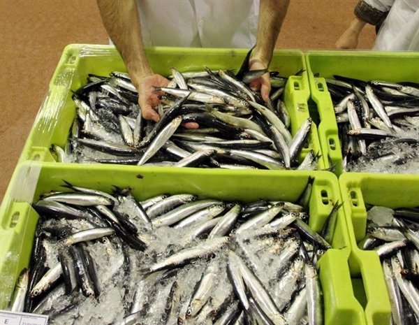 Pescadores del Cantábrico piden al Ministerio rebajar las cuotas de bocarte