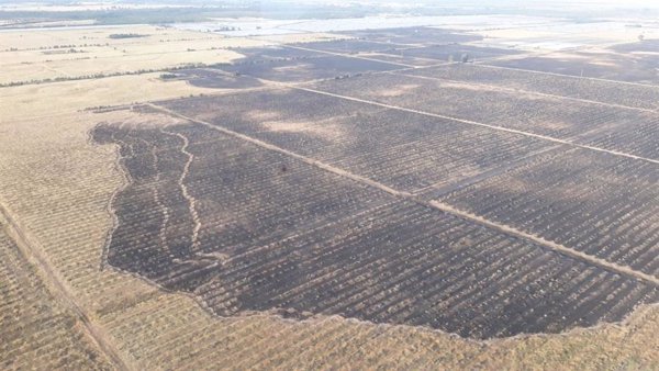 El incendio extinguido en Almonte arrasa 416 hectáreas agrícolas y 1,8 hectáreas de terreno forestal