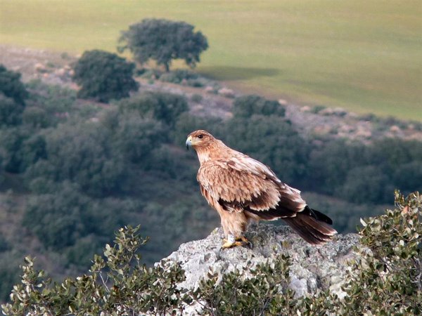 Ribera pone en valor la Red Natura 2000 al permitir la preservación del águila imperial o el quebrantahuesos en España