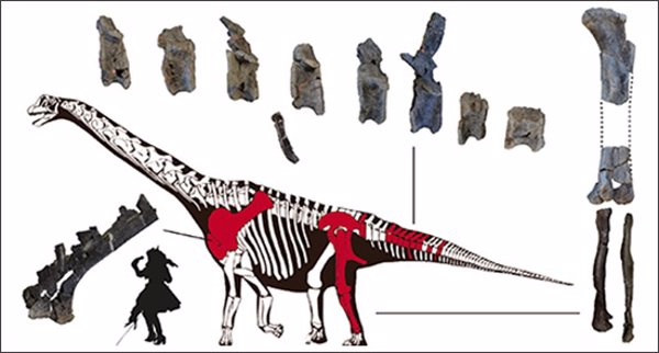 Identificada una nueva especie de dinosaurio saurópodo en Portugal