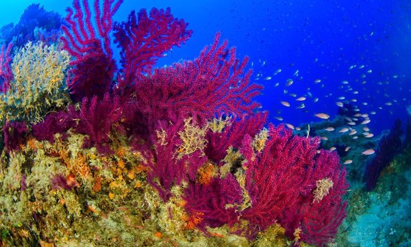 Oceana pide a Italia que proteja las islas Eolias, una zona del tamaño de Roma con 900 especies, entre ellas coral bambú