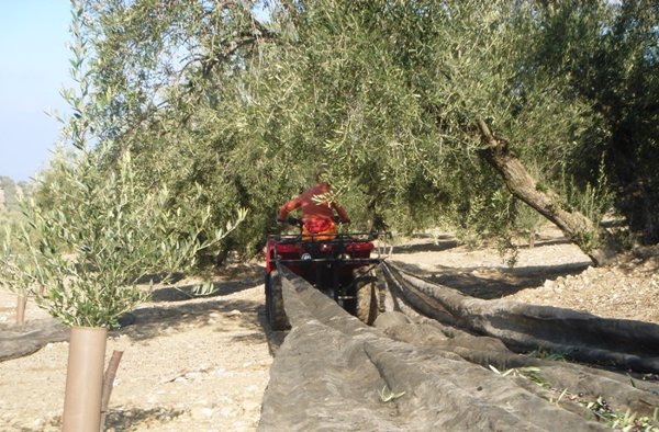 Más del 20% del olivar español en riesgo de abandono, según un estudio