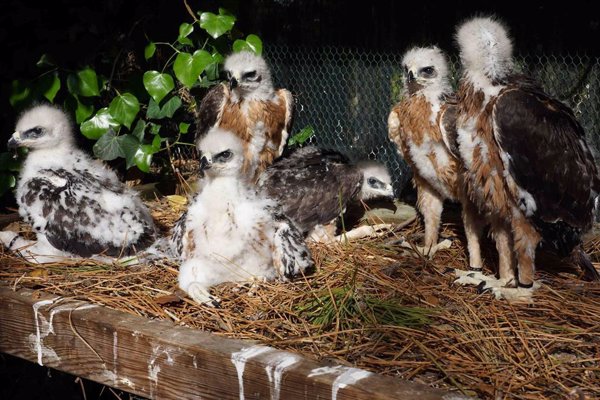 Un total de 16 águilas de Bonelli criadas en cautividad se liberarán en España y Cerdeña