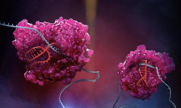 Desarrollan un nuevo sistema CRISPR que amplía las capacidades de edición de ARN