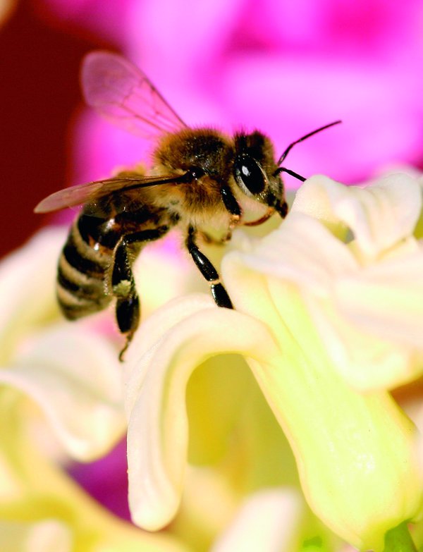Un ensayo clínico muestra la eficacia de una vacuna para evitar reacciones graves a picaduras de abeja
