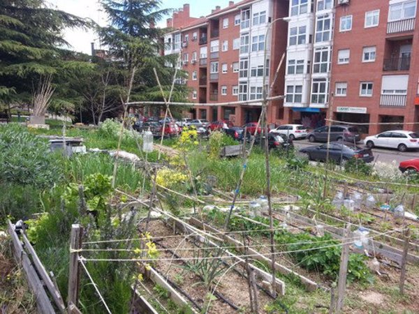 Un estudio asegura que los alimentos de los huertos urbanos en España son seguros para el consumo humano