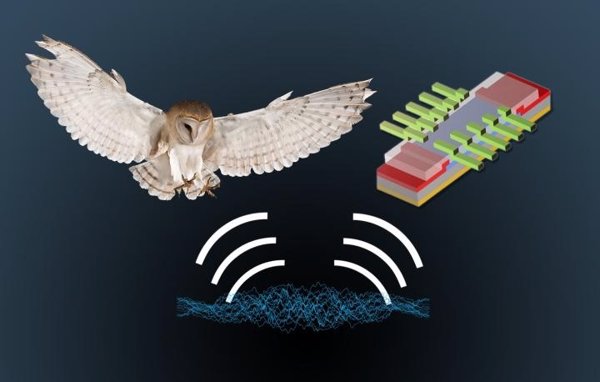 Un estudio sobre el oído de las lechuzas podría ayudar a mejorar la navegación direccional en dispositivos electrónicos