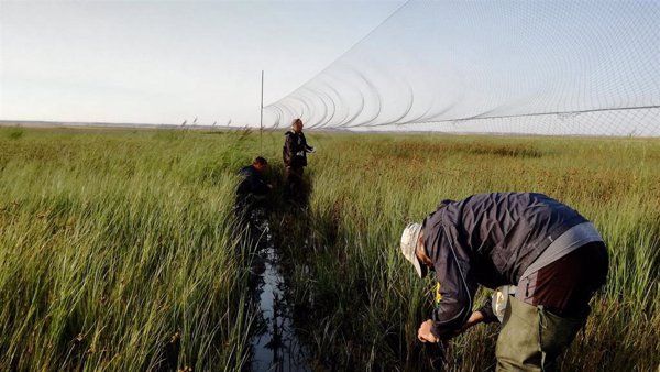 Voluntarios contribuyen al estudio y seguimiento de aves migratorias en Palencia