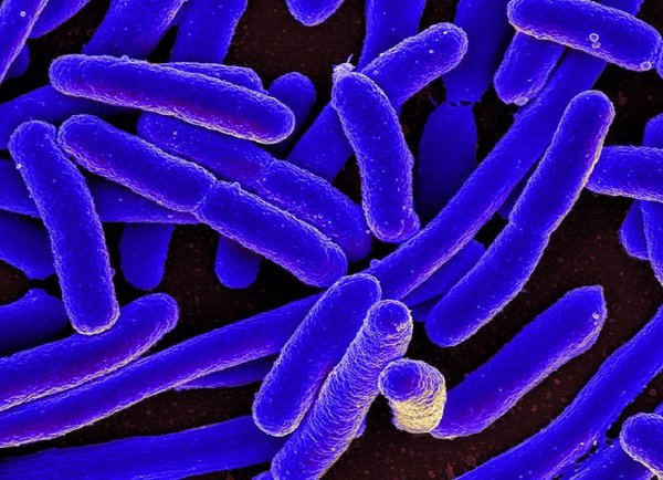 La falta de oxígeno en el intestino grueso favorece la aparición de infecciones por 'E. coli', según un estudio