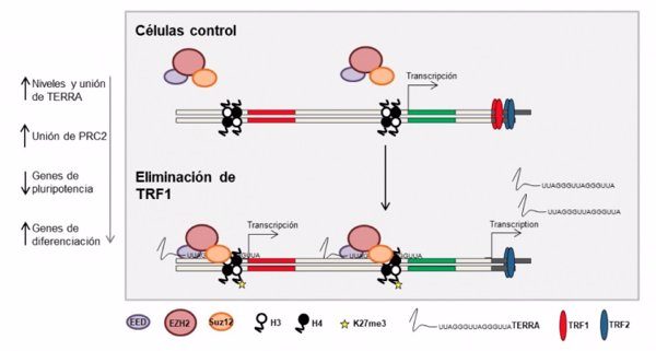 Investigadores españoles descubren que un cambio en los telómeros habilita a las células a generar un organismo completo