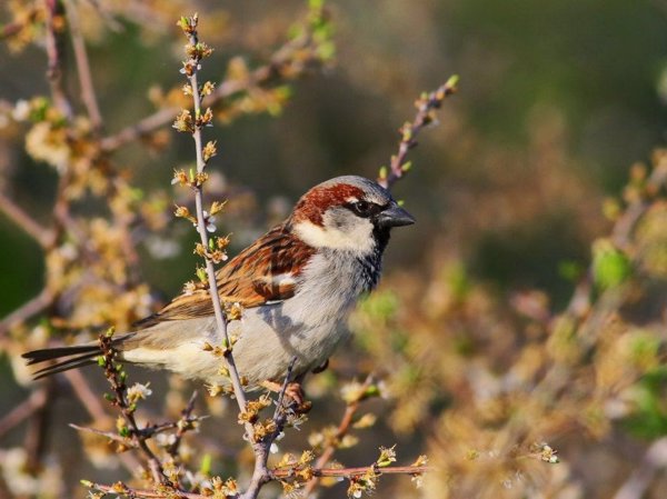 Desciende la población de aves agrícolas y urbanas en 2018, según un estudio de SEO/BirdLife