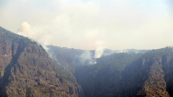 Los fuegos de Canarias han afectado a más de 50 especies de aves, según SEO/BirdLife