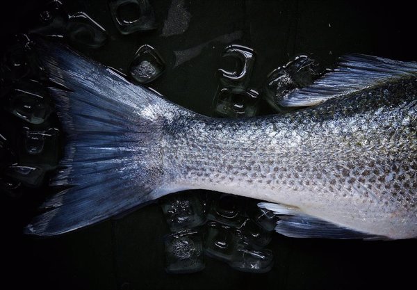 Un estudio evidencia que el pescado blanco a finales de verano es más saludable que en otras épocas del año