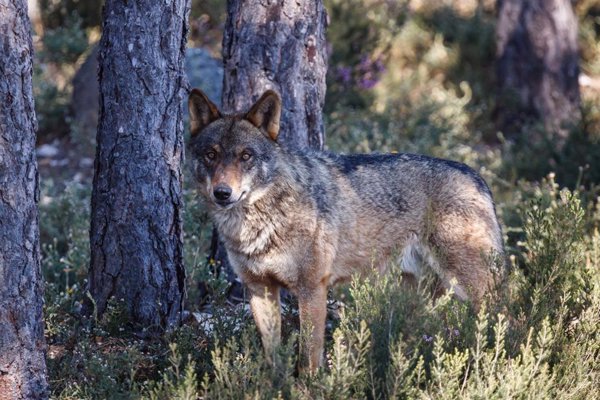 La justicia europea autoriza excepciones a la prohibición de cazar lobos si no queda otra opción y está justificado