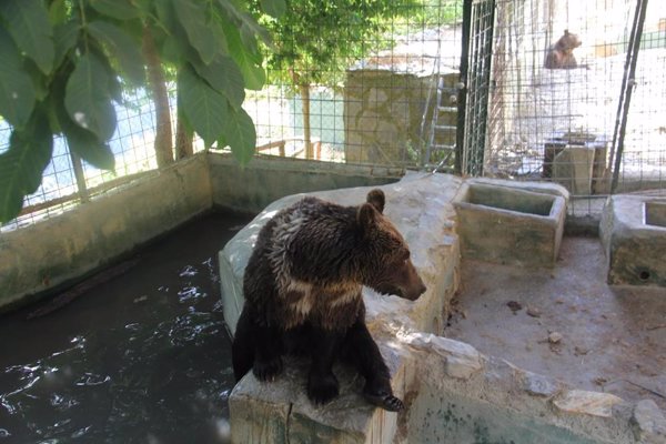 Los cinco osos del parque de Peña Escrita, en Almuñécar (Granada), listos para ser traladados mañana a Hungría