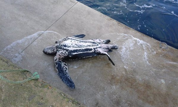 Aparece varada una tortuga laúd de dos metros en el puerto de Malpica (A Coruña)