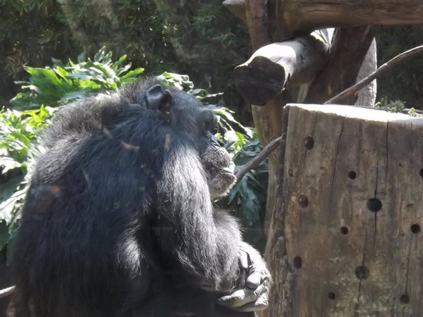 Científicos de varios países piden incluir en el género homo a chimpancés y bonobos