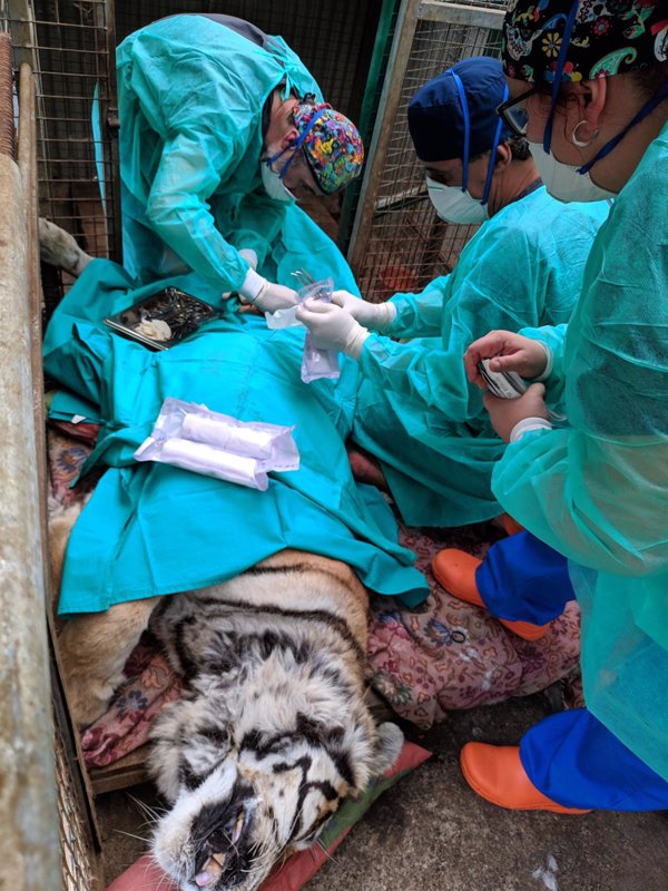 Fallece la tigresa Diana del Zoológio El Bosque de Oviedo