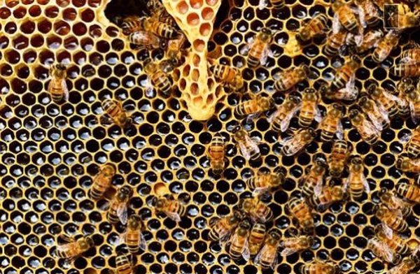 La Eurocámara exige normas más ambiciosas para proteger a las abejas de insecticidas dañinos