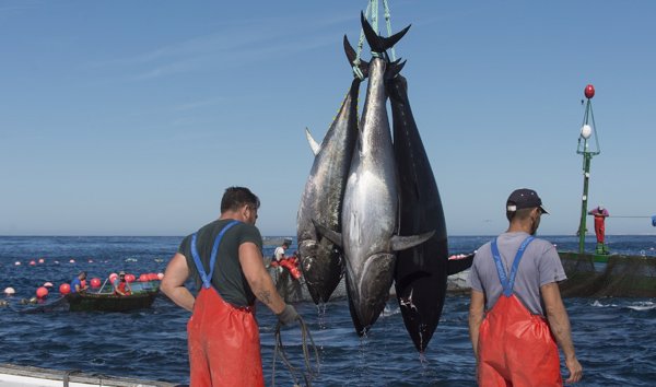 La flota atunera cree que se debe cambiar el modelo de gestión para el atún tropical atlántico