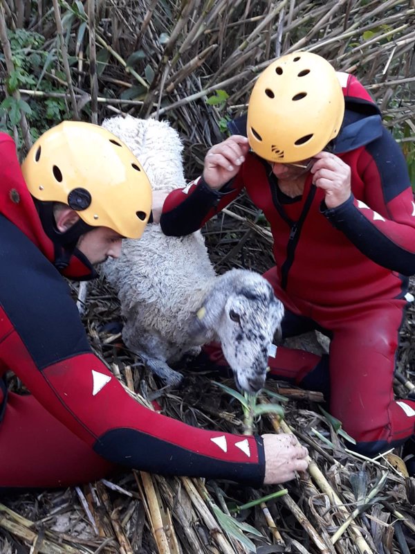 Bomberos rescatan a una oveja que se había caído por un barranco en Salt de Chella (Valencia)