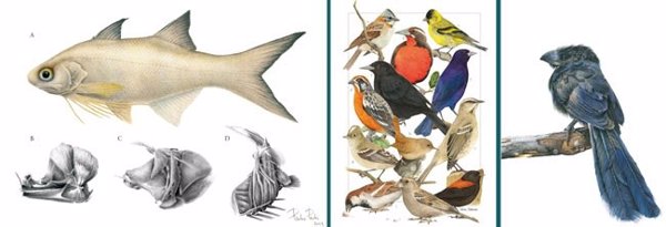 Paulo Presto y Elvis Antonio Salazar, galardonados por Illustraciencia en su séptima edición