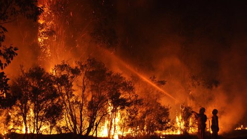 Resultado de imagen de canguro fuego