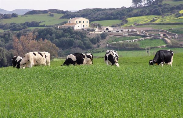 Más de 700 granjas lácteas echaron el cierre en España en 2019, según UPA