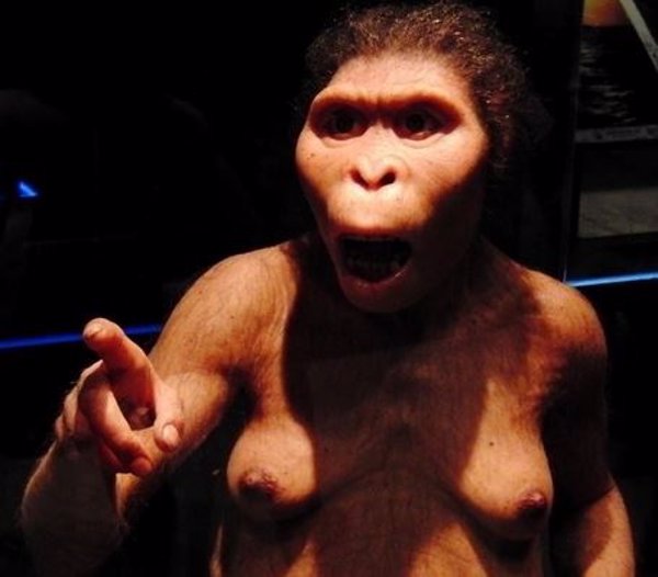 Los dientes de los australopithecus no se dañaban pese a comer alimentos duros como cáscaras de nueces, según un estudio
