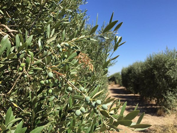 Expertos de la Universidad de Sevilla  desarrollan una herramienta que reduce en más de un 20% el riego de los olivos