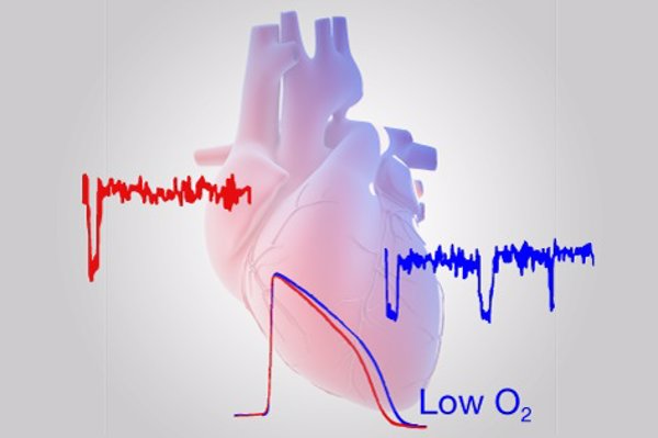 Un estudio revela cómo los bajos niveles de oxígeno en el corazón predisponen a sufrir arritmias cardíacas