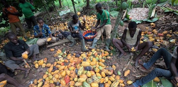 La mayor parte de productores de cacao son pobres mientras el mercado global aumenta su facturación, según un estudio