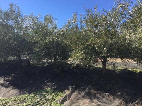 Algunas variedades de olivo son resistentes a la verticilosis
