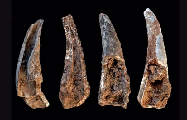 Los neandertales comieron pescado, mejillones y hasta focas y delfines