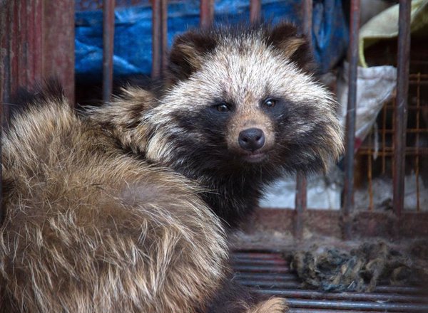 La campaña de Igualdad Animal que exige la prohibición de mercados de animales vivos recoge 50.000 firmas en 24 horas
