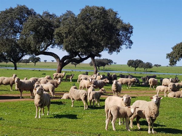 UPA-UCE propone que las ayudas al ovino y caprino se mantengan un mes después de acabar el estado de alarma