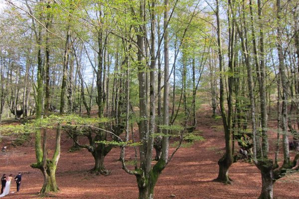 El PP pide al Gobierno un Plan de Gestión Forestal Inteligente que mejore la protección de los bosques