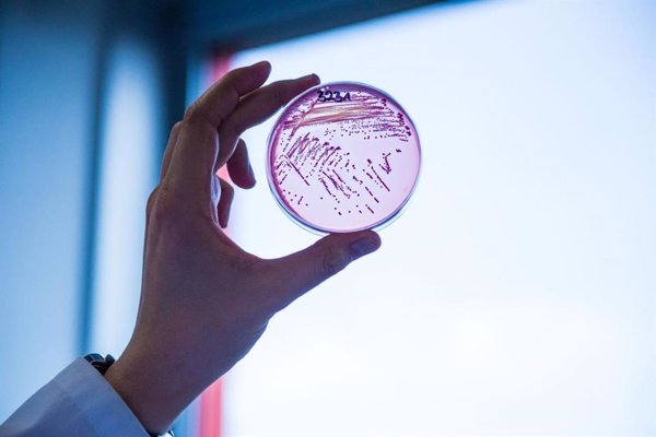 Identifican a la proteína que aumenta la virulencia bacteriana transformando las bacterias inofensivas en dañinas