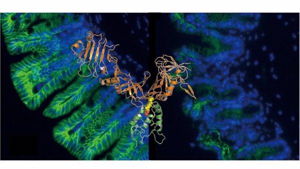 El trasplante microbiano fecal es más efectivo y menos costoso que los antibióticos